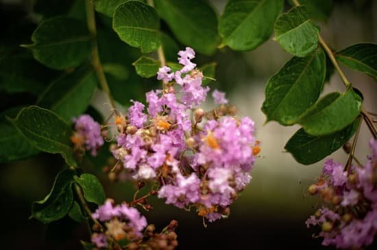 canva crepe myrtle MADnBYsmFGE