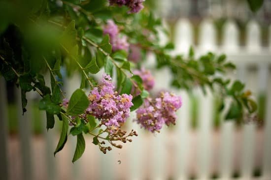 canva crepe myrtle MADnBb7T98M