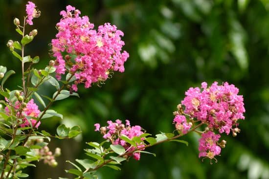 canva crepe myrtle MAEE9Aj9ZXQ