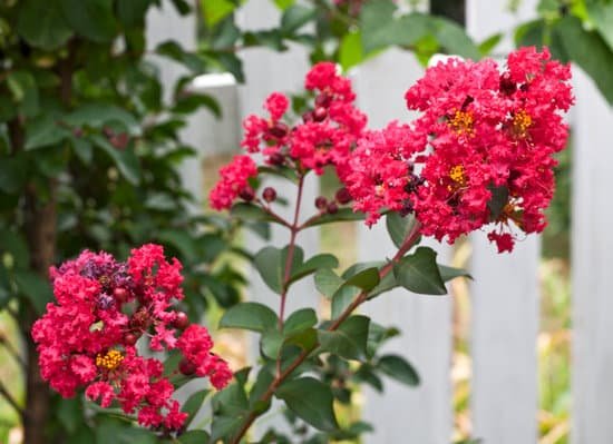 canva crepe myrtle