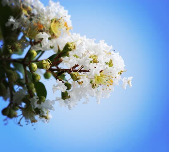 canva crepe myrtle MAEEj5F zUg