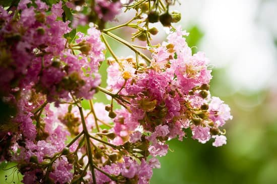 canva crepe myrtle MAEIz48P5P0