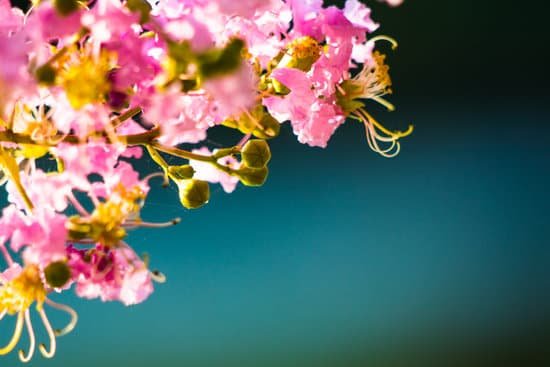 canva crepe myrtle blooms MAD34yK87Ig
