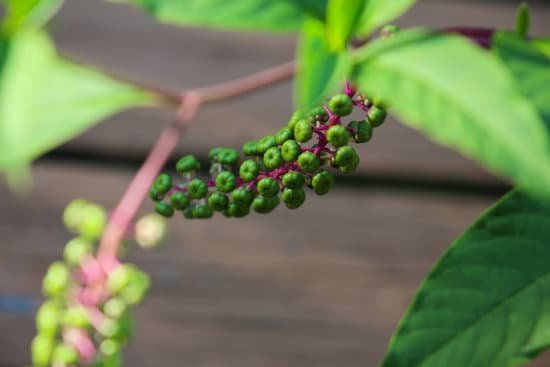 canva crepe myrtle buds MAEJjk2SmOs