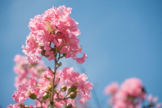 canva crepe myrtle flower MAED1zJygZI