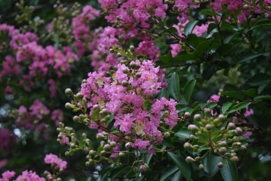 canva crepe myrtle flowers MADAt0Re4Fw