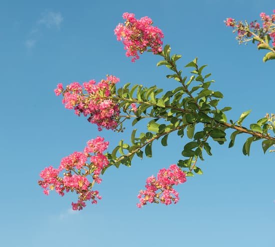 canva crepe myrtle flowers MADBX J5qC8