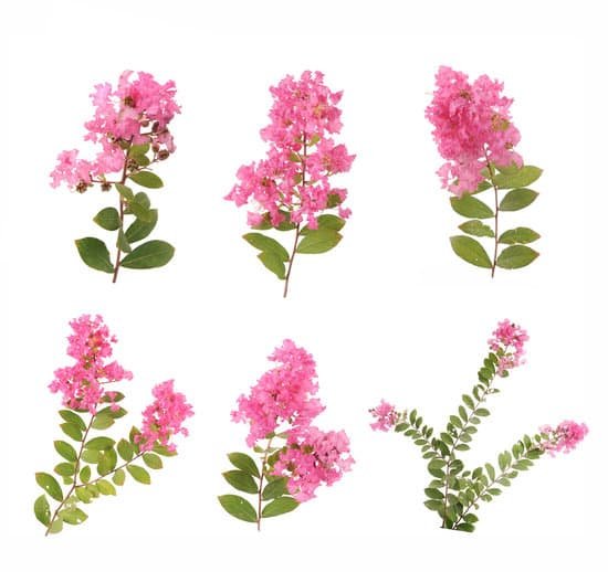 canva crepe myrtle flowers MADBZ43fa08