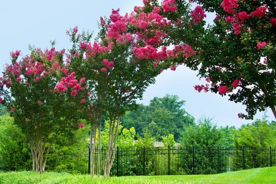 canva crepe myrtle trees MAEErg5qGJk