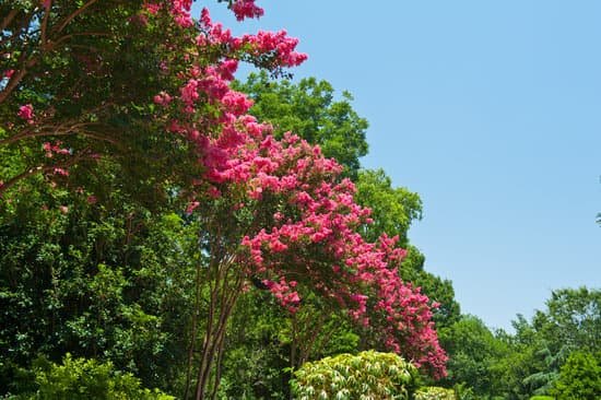 canva crepe myrtles MAC 9vLWdDI