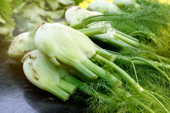 canva crop of freshly harvested fennel MAEObYisBgU