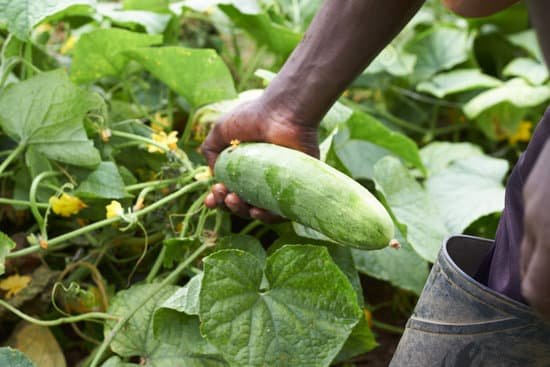 canva cucumber MADm2gZlS4A