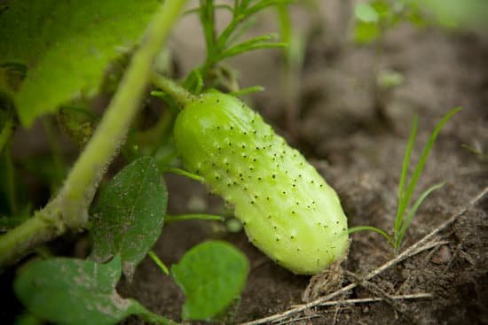 canva cucumber MAEEHo0zdEo