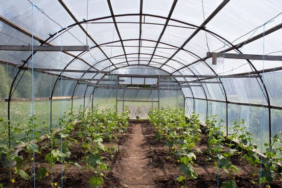 canva cucumber greenhouse MADBLTZohZ0