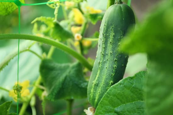 canva cucumber growing in a garden MAD MgHgiaQ