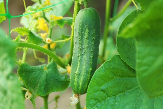 canva cucumber growing in a garden MAD MhZ RAk