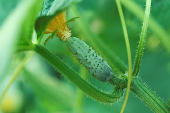 canva cucumber growing in a garden MAD Mhnif0I