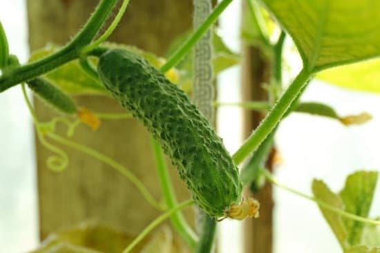 canva cucumber growing in garden MAD MqnqSHw