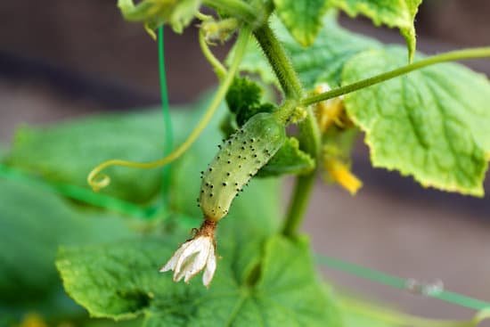 canva cucumber growing in garden MAD MtWEuiI