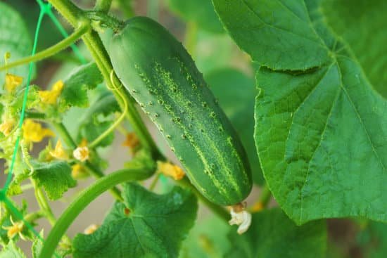 canva cucumber growing in the garden MAD Mtgaros