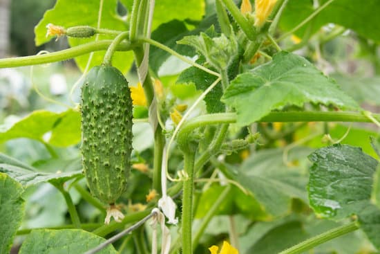 canva cucumber growing in the garden MAEOtliUpk8