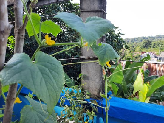 canva cucumber plants cucumber leaves cucumber flowers MAEYcnh6wSs