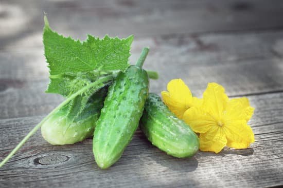 canva cucumbers MAEJinI5sOM