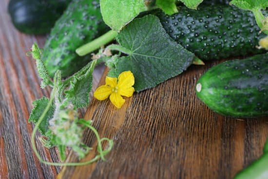 canva cucumbers on wooden background closeup MAD MmZtfyA