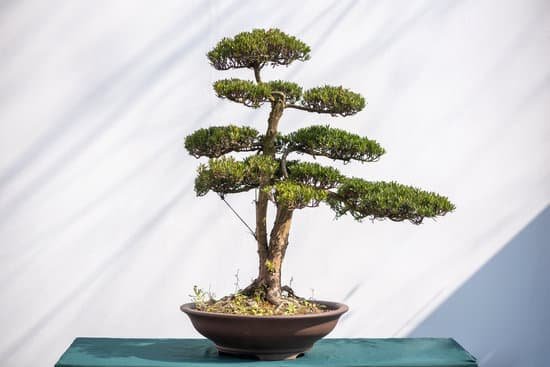 canva curved bonsai pine tree against white wall MADzk1Dq9Hw