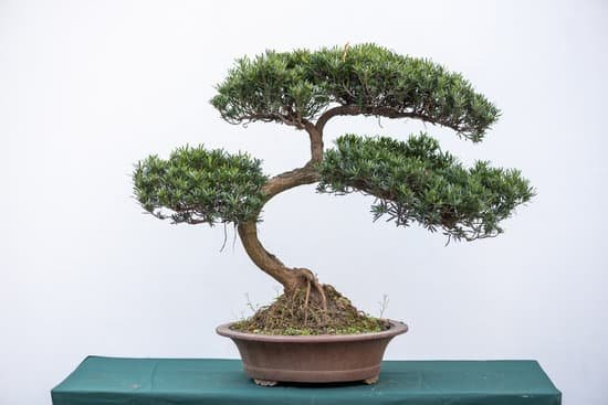 canva curved bonsai pine tree against white wall MADzk3hyhsM