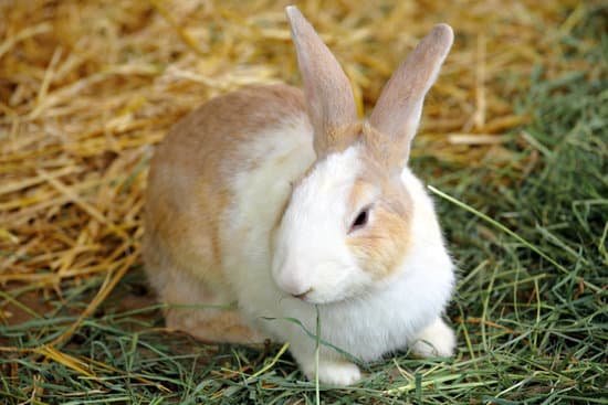 canva cute adorable bunny rabbit MAAvSHK5MaA