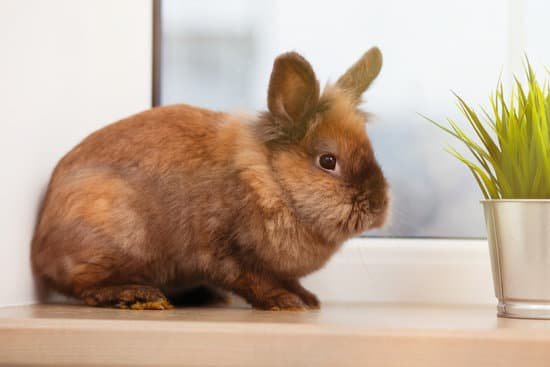 canva cute brown rabbit MACvaqcFsdY