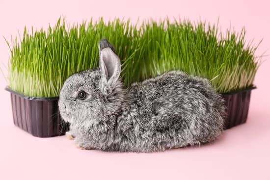 canva cute fluffy rabbit and wheatgrass on color background MAEWBT7PyFI