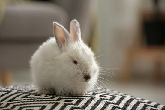 canva cute fluffy rabbit indoors MAEGfArc FU