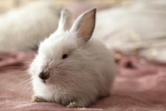 canva cute fluffy rabbit on bed MAEGfO6PWMQ