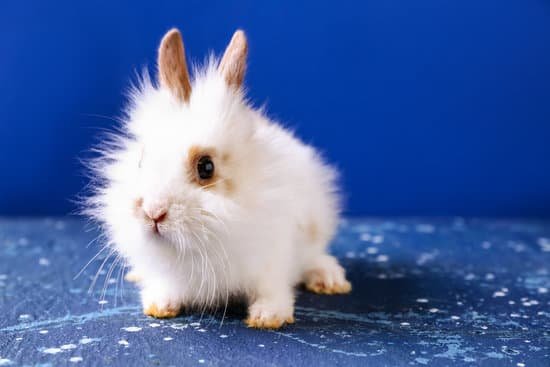 canva cute fluffy rabbit on color background MAEGgOKnHCE
