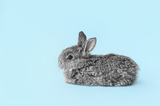 canva cute fluffy rabbit on color background MAEWBXnbZ4A
