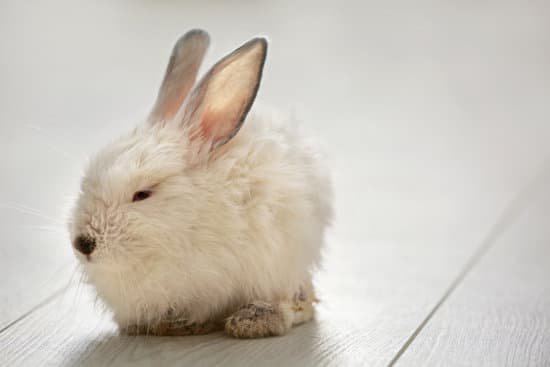 canva cute fluffy rabbit on floor MAEGfNvdLVs