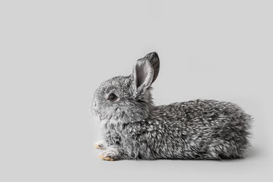 canva cute fluffy rabbit on grey background