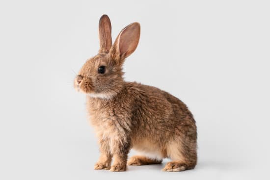 canva cute fluffy rabbit on light background MAEWBQB7gjc