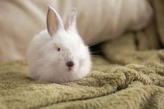 canva cute fluffy rabbit on plaid MAEGfBbhTcA