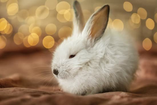 canva cute fluffy rabbit on plaid against defocused lights MAEGfNCUMd8