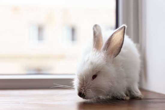 canva cute fluffy rabbit on window sill