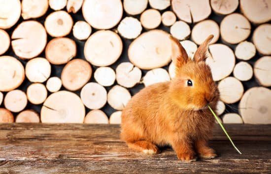 canva cute fluffy rabbit on wooden background MAD TolV9wo