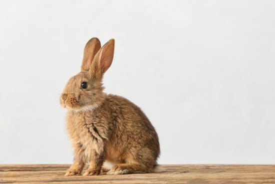 canva cute fluffy rabbit on wooden table against light background MAEWBQEQKHI