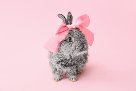 canva cute fluffy rabbit with bow on color background