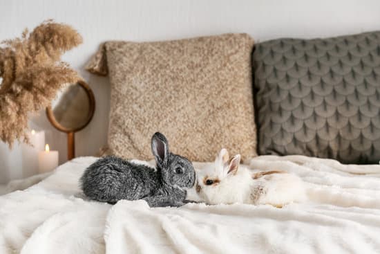 canva cute fluffy rabbits on bed MAEZH4dVetM
