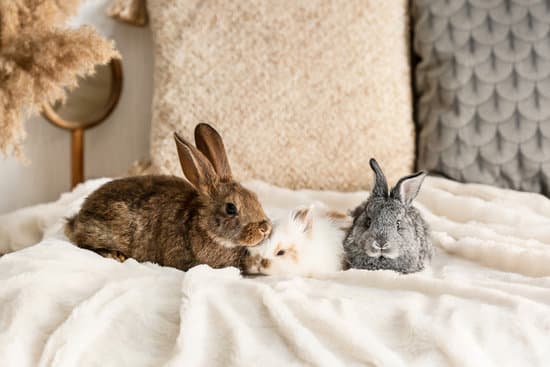 canva cute fluffy rabbits on bed MAEZH86hkuQ