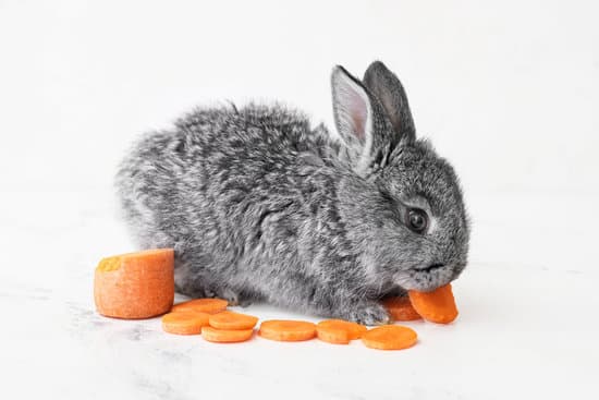 canva cute funny rabbit eating carrot on light background MAEWeWcNU 8