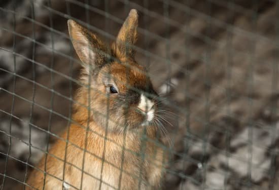 canva cute funny rabbit in cage MAD TkYSWPE